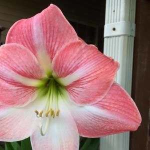 Meet your Posher, Della